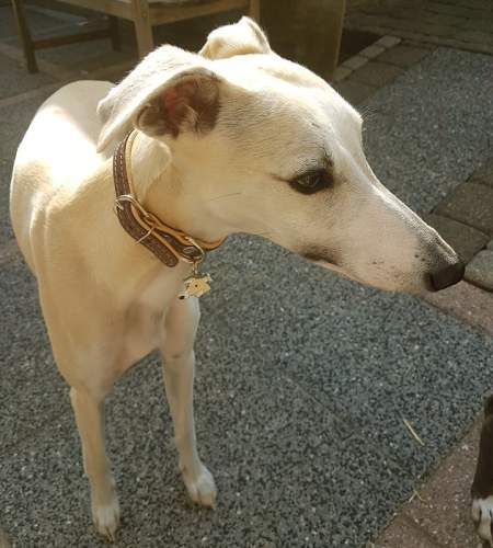 whippet thabo.jpg